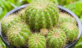 仙人球吃瓜娱乐,瓜果乐园的奇幻之旅