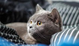 蓝猫娱乐圈吃瓜,揭秘明星幕后吃瓜大揭秘