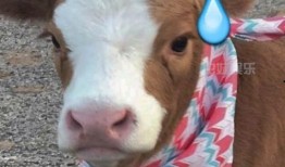 娱乐吃瓜酱啃宠,揭秘娱乐圈宠粉秘籍