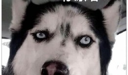 娱乐吃瓜酱二哈,揭秘娱乐圈那些不为人知的幕后故事