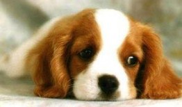 娱乐吃瓜酱狗狗,揭秘娱乐圈的萌宠生活