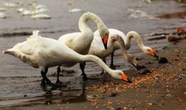 天鹅娱乐资讯吃瓜视频