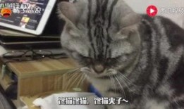 娱乐吃猫瓜,揭秘“吃猫瓜”背后的故事与真相