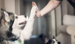 娱乐吃瓜酱搬家带狗,娱乐吃瓜酱携爱犬开启温馨搬家之旅