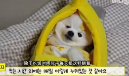 娱乐吃瓜汪,揭秘娱乐圈那些不为人知的幕后故事