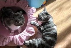 娱乐吃猫瓜,揭秘“吃猫瓜”背后的故事与真相