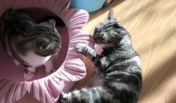 娱乐吃猫瓜,揭秘“吃猫瓜”背后的故事与真相