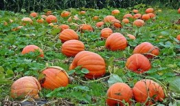 娱乐吃瓜基地的作品,独家爆料，明星幕后故事大公开