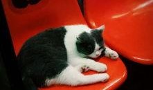 娱乐吃猫瓜,揭秘“吃猫瓜”背后的故事与真相