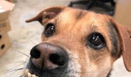 娱乐吃瓜酱狗带上牙,狗带上牙的神秘魅力揭秘