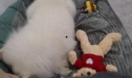 娱乐吃瓜酱狗窝,娱乐圈背后的真实故事