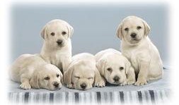 吃瓜娱乐酱小狗拍照,吃瓜娱乐酱与小狗的欢乐拍照时光