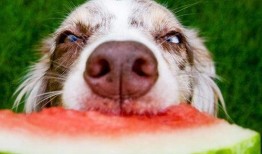 娱乐吃瓜酱狗狗,揭秘娱乐圈的萌宠生活