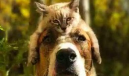 吃瓜娱乐酱小狗拍照,吃瓜娱乐酱与小狗的欢乐拍照时光