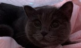 娱乐吃瓜小猫咪,揭秘娱乐圈那些事儿