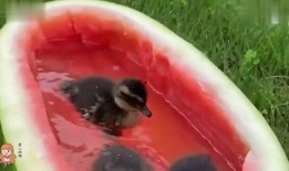 娱乐鸭鸭吃瓜,揭秘娱乐圈那些不为人知的幕后故事