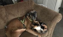 娱乐吃瓜酱搬家带狗,娱乐吃瓜酱携爱犬开启温馨搬家之旅