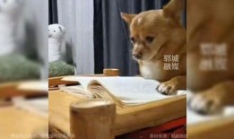 娱乐吃瓜酱监控小狗,小狗日常萌态大曝光！