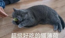 蓝猫娱乐圈吃瓜,揭秘明星幕后吃瓜大揭秘